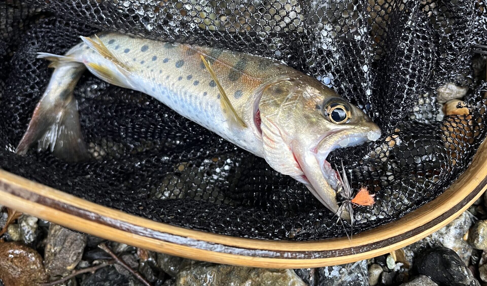 【釣果11匹山女魚3岩魚8】 中丿沢毛ばり釣り専用区2025.4.23（7） 西洋毛鉤人。 フックアウト5連発・・・そして、A区間の終点もすぐそこだ。 さすがに、ここらで岩魚が欲しい。 手前の浅いポイントで見事に逃げられる。 なかなか上手くいかないもんだなぁ〜っと思いつつ、いかにも岩魚のポイントを発見！ 白泡に毛鉤を打ち込んで・・・出た！ ？？？山女魚？？？ 　 詳細は、【釣果11匹山女魚3岩魚8】中丿沢毛ばり釣り専用区2025.4.23↓ https://www.seiyoukebarijinn.com/?p=4035