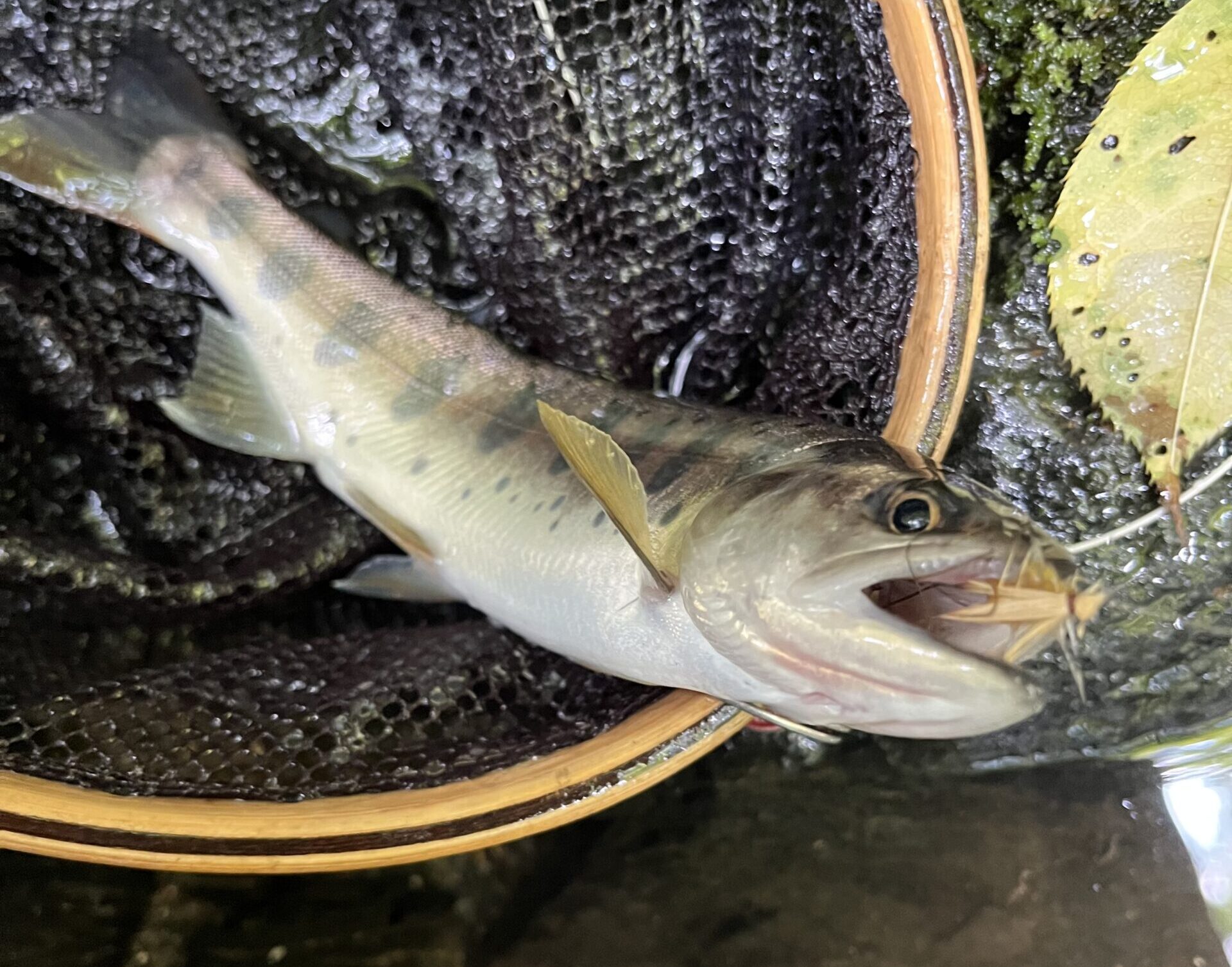 前日の上野村の中丿沢毛ばり釣り専用区釣行では、見事に天気予報が的中し、午後からカミナリ・・・。久しぶりの釣行だったので、かなり釣行不満・・・いや欲求不満。今日のシャロムの森釣行の天気予報ではみどり市市街地はカミナリはなさそうだが、山間部ではカミナリな感じ。管理棟で話上手の猟師さんと歓談して、気づけば10時入渓となってしまった。入渓直後から反応がいい。「3連休後とは思えない！」っと思ったのも束の間。水底が岩盤になった途端、反応がなくなった。10センチ以上増水した痕跡があるので、山女魚も岩魚も流されたようだ。11時から1時間ほど反応がほとんどなかった。反応が消えると同時に上流の空が真っ黒に・・・カミナリは確実に来る。急いで釣り上がるせいもあり、ストーキングがザツになっている。たまに出会う有望なポイントで魚に走れる。なんとか堰堤下で納得サイズの山女魚を釣り上げて、堰堤を越えると同時に雷鳴と土砂降り。急いで林道に上がって帰り支度をする頃には水は茶色になっていた。
