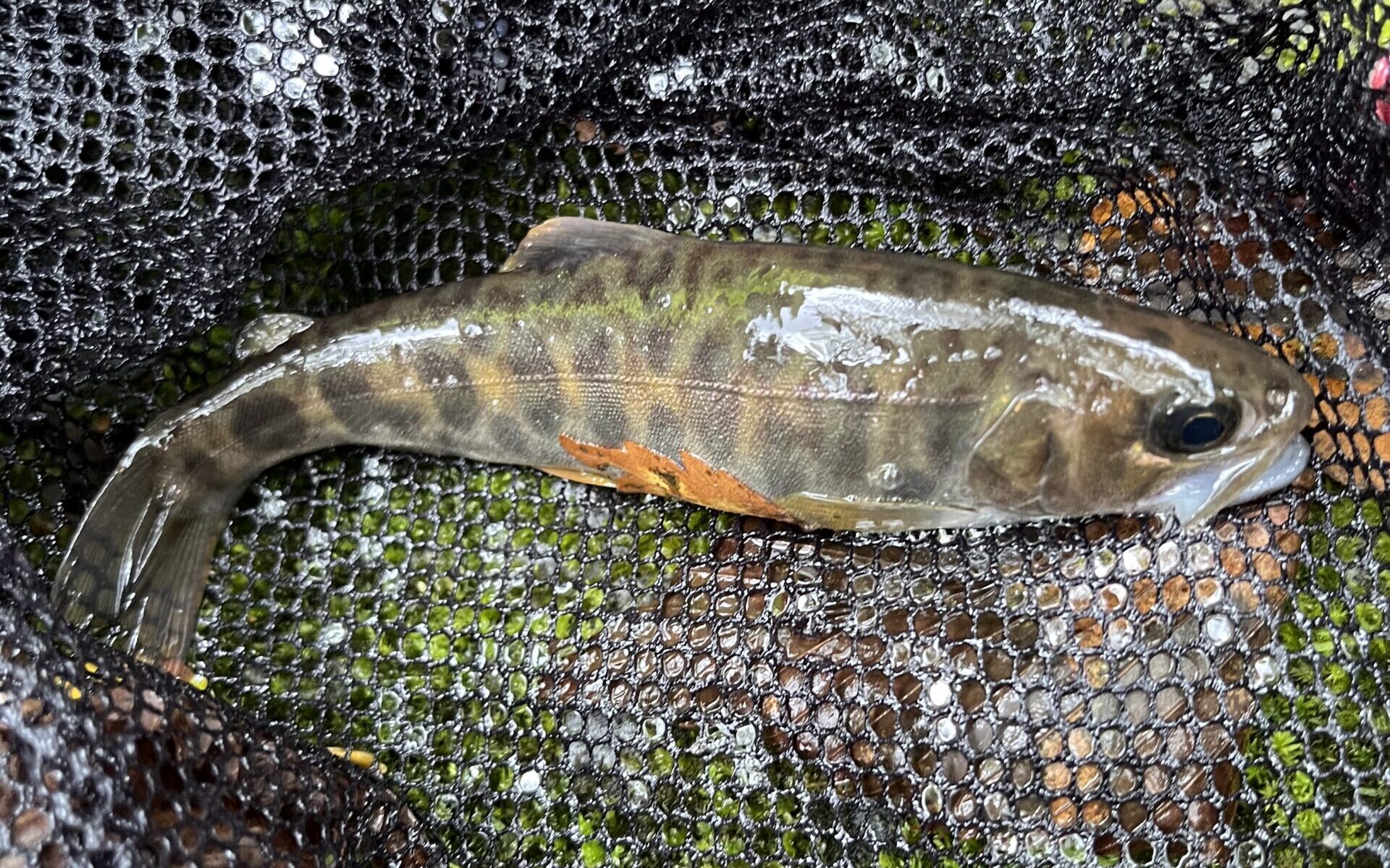 【山女魚の隠れ家。岩魚の隠れ家。】シャロムの森2025.9.11（4）