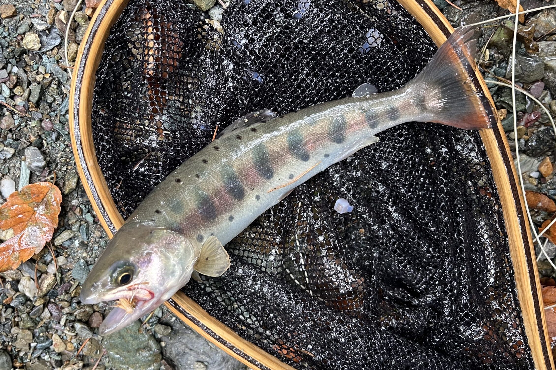 【山女魚の隠れ家。岩魚の隠れ家。】赤久縄2025.9.24（26）