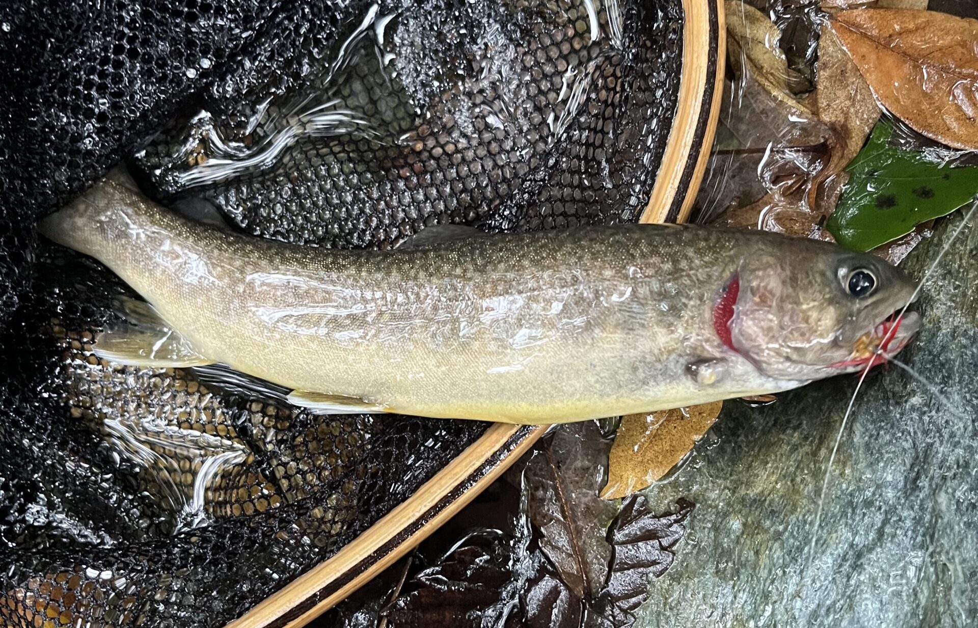 入渓直後に放流しているオーナーを発見。山女魚の落ち着きがないのは、このせいか・・・っと。それでも魚影が濃い赤久縄、落ち着きなくとも反応が凄い！アワセの練習には最適な環境・・・だが、練習に集中するあまり釣れない。山岳渓流にもキチンと放流されている。ここまで渓魚を担いで上がるのは大変だろうに・・・っと思いつつ、1ポイント2匹と決めて釣り上がる。釣果の3倍は反応があったので、ほぼ1キャスト1反応。それで釣果33匹・・・アワセは奥が深いっと痛感。