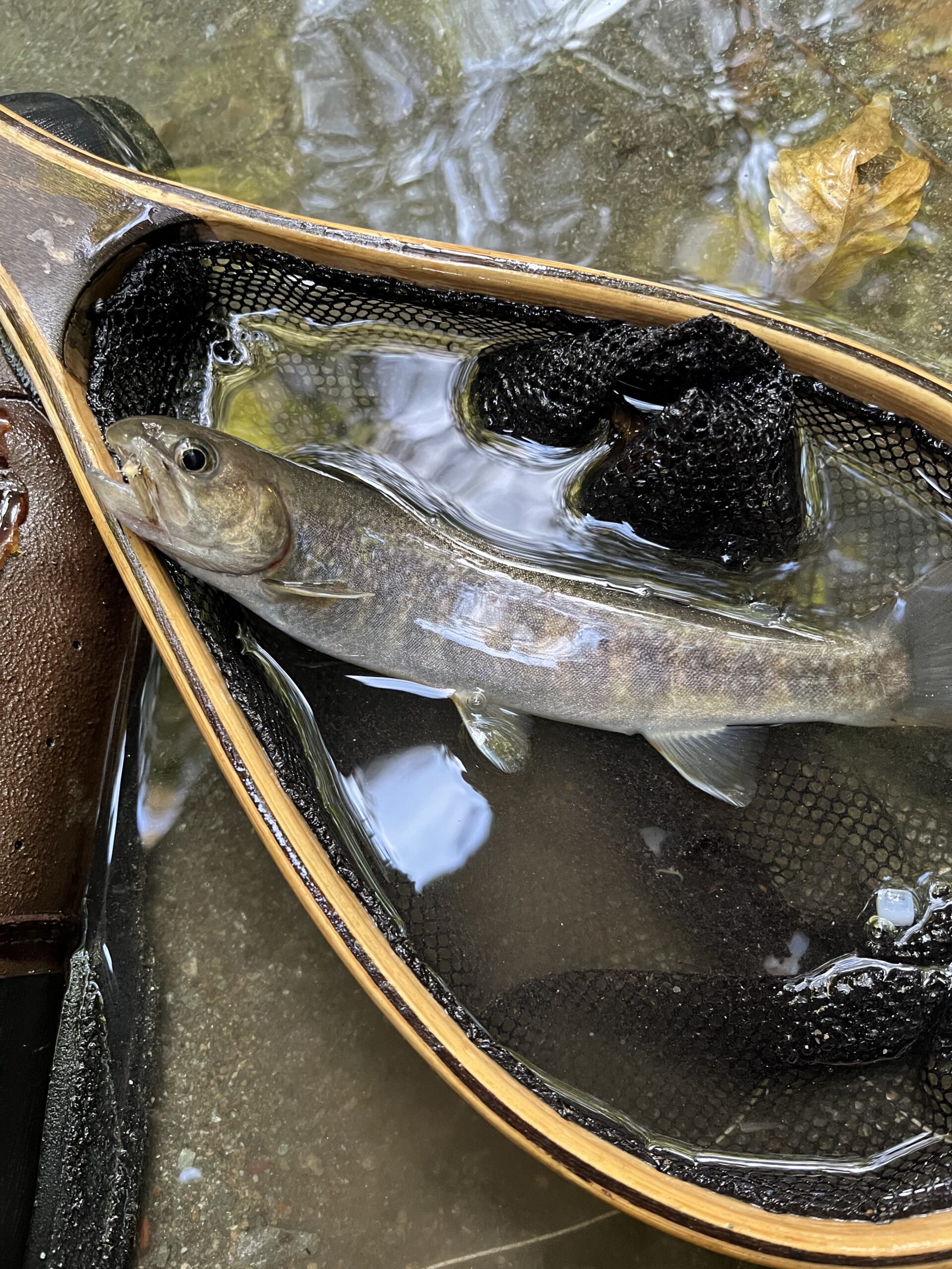 釣行前日は、群馬県民の日だったそうで大量放流されていたようだ。おかげさまで、どのプールでも山女魚？が簡単に目視できる。しかし、釣れない・・・毛鉤の着水と同時に一目散か？毛鉤を見に来るんだけどUターン？がほとんど。昨日は相当な釣り人が楽しんだと思われる。だが、大量放流では変わり者も多く混じる。じっくりとナチュルドリフトさせると、喰いは浅いものの釣れる。連続して同じ場所に毛鉤を流すと反応がない・・・のは、注意が必要だ。上流自然渓流エリア2終点手前からほとんど岩魚の反応だ！ここまで山女魚のタイミングでアワセを入れていたので、スッポ抜けを連発。しかし、反応は継続、岩魚が毛鉤に喰いつくために行列を作っているようだ。