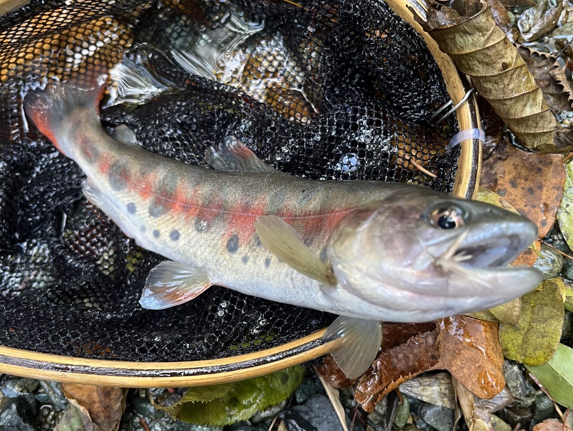 水温6℃・・・。瀬からの反応はなくなった。プールを中心に釣り上がっていく。大量放流が自慢の赤久縄、水面下の釣りなら3桁を狙える魚影。水面の釣りなら流れの緩いスネ水深を狙っていくし、足首水深なら流速とは無関係に反応してくれる。大量放流の恩恵をこれでもか・・・っと浴びていく。上流自然渓流エリア2の平坦部は入渓者が多いせいか？反応が鈍い。しかし、一歩山岳渓流に踏み入れると途端に反応がよくなる。去年は51匹を釣っている。今年は山岳渓流部に初めてから入渓していれば・・・（笑）。