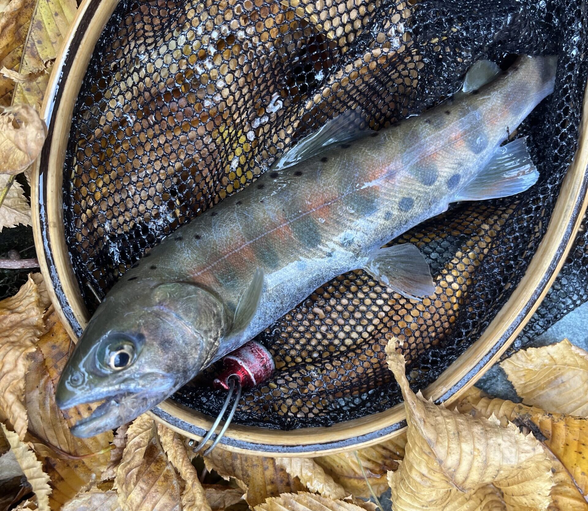 寝坊して1時間遅刻・・・それでも今日は入場者が少なく上流自然渓流エリアは僕の貸切状態？水温6℃で12番毛鉤、14番毛鉤に反応してくれるのは、感謝！大量放流の証拠とも言えるだろう。しかし、ゆっくり釣り過ぎて上流自然渓流エリア2の終点まで辿り着けないという為体。11月下旬で日の入り16時半くらいだから仕方ないのだっと言い訳して終了。今回もニジマスが全く釣れず、山女魚がメイン。赤久縄さん、太っ腹すぎるぞ！？