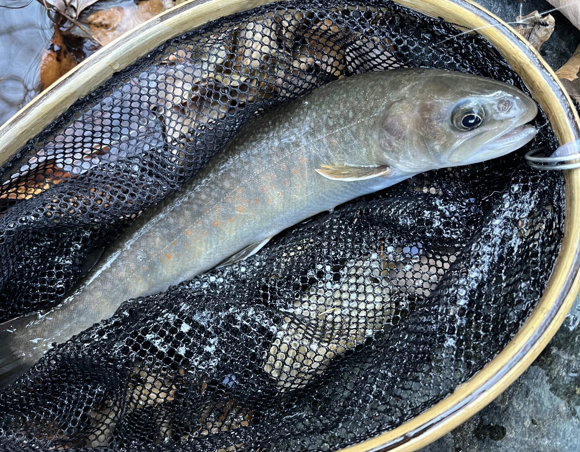 気温3℃で寒い、水温3℃・・・おいおいって感じ。今日は苦戦の予感。釣行開始直後から反応が悪いっというよりナイ！魚影もほとんど確認できない。山女魚も岩魚も水底の枯れ葉に潜って越冬体制に入ったようだ。天然魚ならまだ反応してくれる水温だが、放流魚主体の赤久縄では渓魚の冬はすでに到来している。大量放流が自慢の赤久縄だけに変わり者がいる。コイツを確実に釣るのと釣果が伸びる・・・だが、今日は先行者がいて、しかも水面下の釣りをしている様子。「ここぞ！」ってポイントでも反応がない（泣）。苦戦の予感は、苦戦の実感となった。上流自然渓流エリア1の大木倒木を越えて反応が出てきた。岩魚の反応のようで、ここまで山女魚アワセをメインに釣り上がってきた僕には対応できなかった（涙）。
