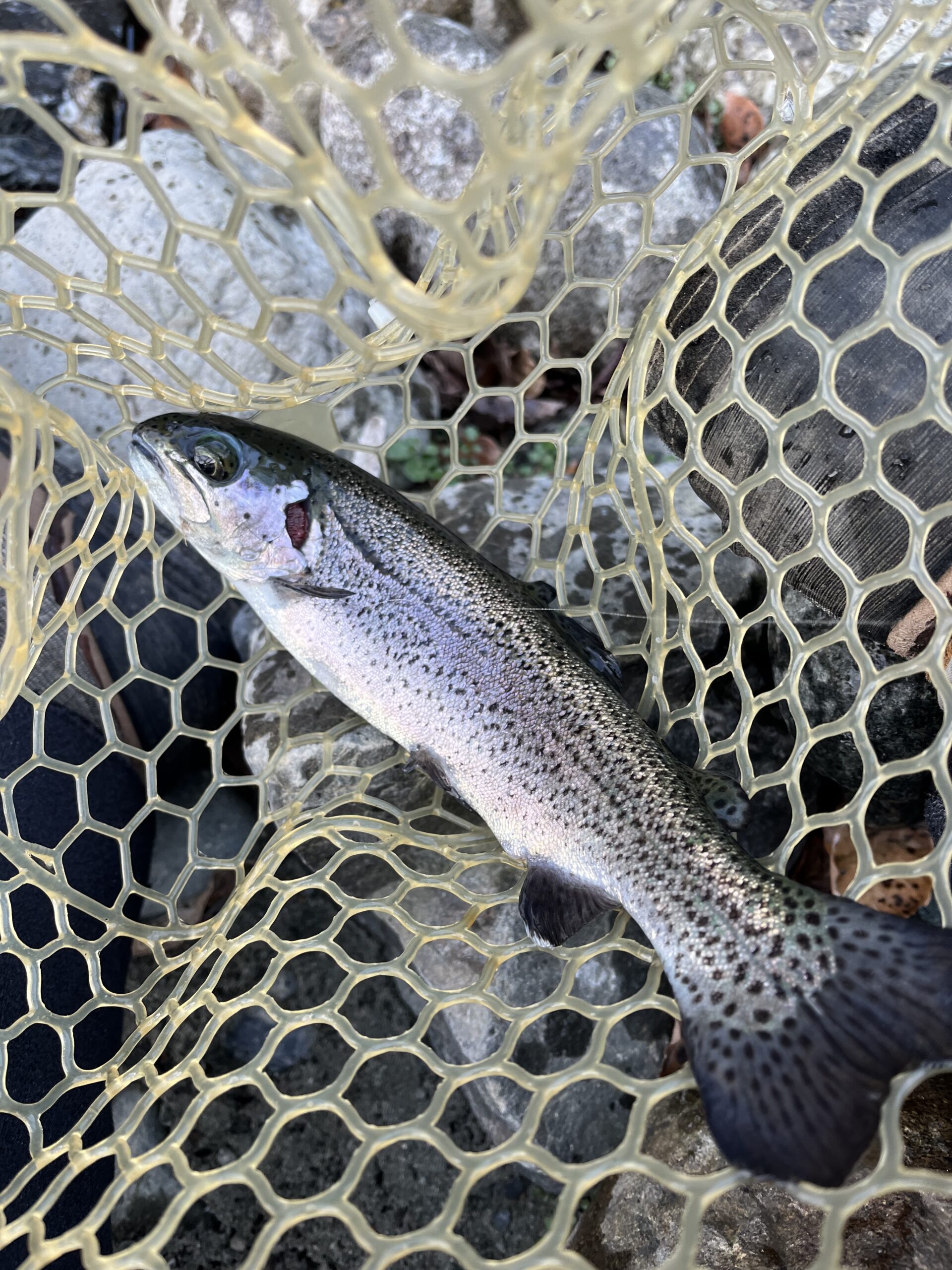 虹鱒 2026.1.15 うらたん