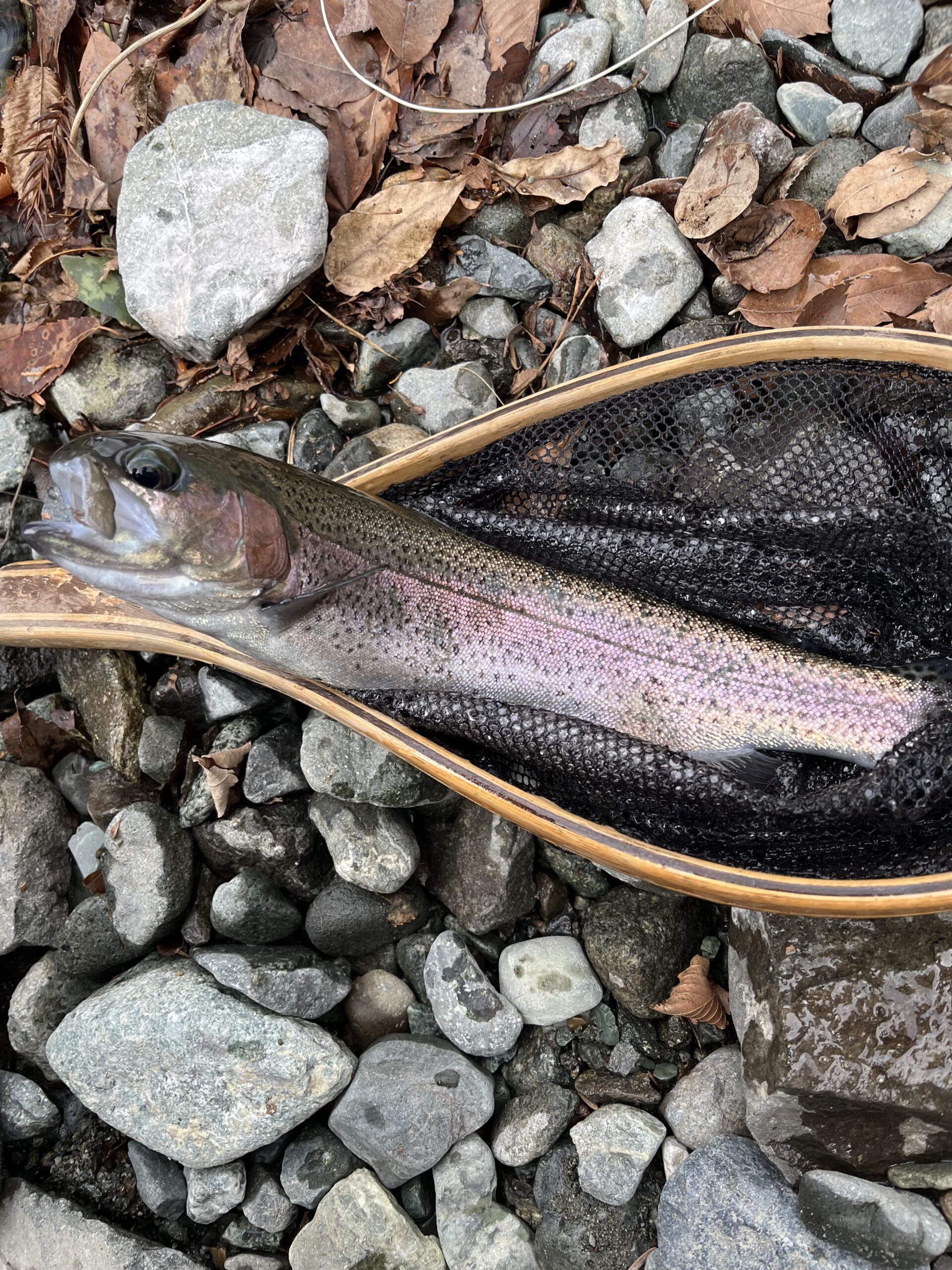 【釣果44匹虹鱒44】うらたん2026.1.28（30）