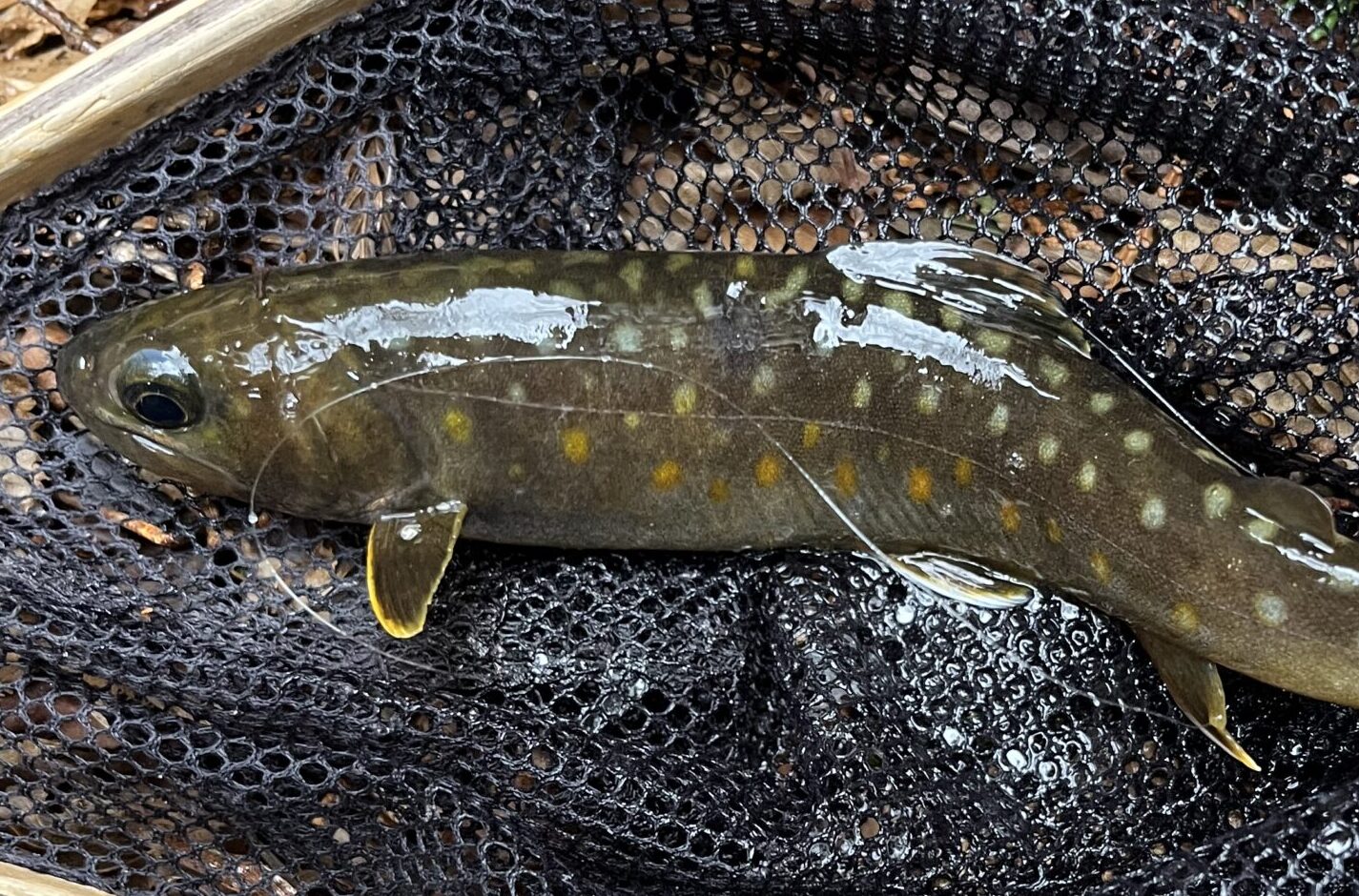 草木ダムを国道からチラ見・・・湖底が見える！？これではシャロムの森の流れも・・・っと不安がよぎる。その不安は的中。流れが・・・いや、水が消えている箇所がチラホラ。とりあえず入渓してみるが、毛鉤の着水と同時にサカナがパニック状態。L3を早々と諦めてl、下流L1より再入渓。L1入渓点付近の橋直下で反応があった。ホッとする。これでオデコはない・・・っと思ったが、ここから最初の堰堤まで1時間反応ナシ。堰堤手前でチビ山女魚が釣れた。堰堤を越えると、14番CDCで安定的に反応があるものの、ネット手前でポロポロ。アワセを徐々に修正して、2つ目の堰堤下で岩魚。雨が強くなってきそうな雲行きに焦りが・・・っと思っていたら、良型山女魚が釣れた。
